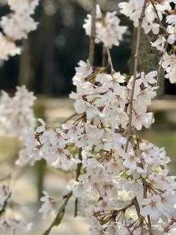 枝垂れ桜の咲く庭 枝垂れ桜の咲く庭 枝垂れ桜,桜,しだれ桜の写真素材