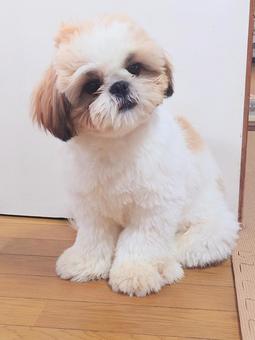 シーズー子犬 シーズー子犬 シーズー,犬,ペットの写真素材