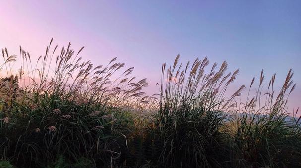 夕暮れのススキの原 ススキ,秋,パープルの写真素材
