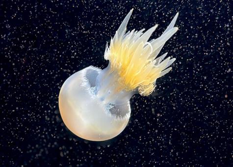 クラゲ クラゲ クラゲ,水中,かわいいの写真素材