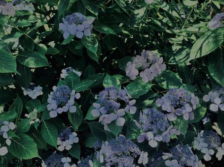 Hydrangea, Kamakura,, JPG Hydrangea, Kamakura,, JPG