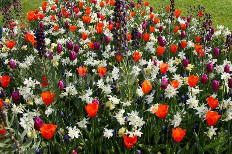 オランダ　色とりどりの花畑 オーランダ,草,植物の写真素材