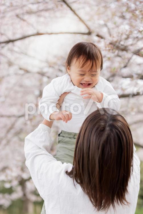 桜の木下で赤ちゃんをたかいたかいする母親 桜,人物,男性の写真素材