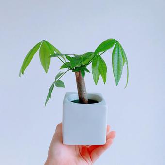 初めての植物 初めての植物の写真