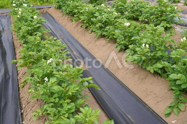 防草シートを敷いた畝間05 防草シート,畑,家庭菜園の写真素材