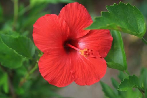 ハワイの花、ハイビスカス満開 ハワイの花、ハイビスカス満開の写真
