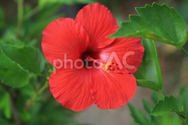 ハワイの花、ハイビスカス満開 花,ハワイ,常夏の写真素材