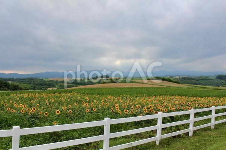 北海道　ひまわり畑と白いフェンス 向日葵,ひまわり,北海道の写真素材