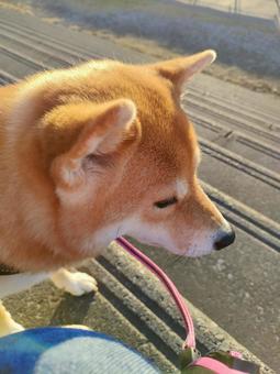 ちょっと立ち止まる柴犬です！ 犬,シバ,柴犬の写真素材