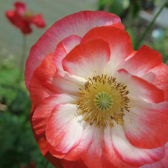 ポピー ポピー ポピー,花,5月の写真素材