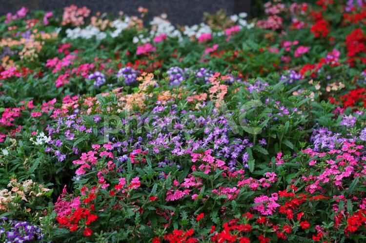 色とりどりの花が咲く花壇 園芸,ガーデニング,花壇の写真素材