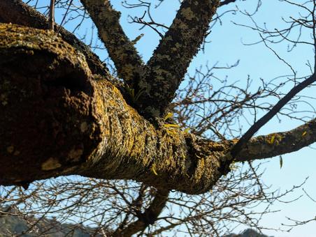 Photo, wood, branch, winter, 