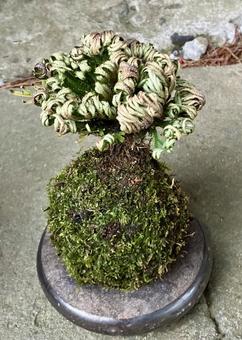 花★苔玉（こけだま） こけだま,苔玉,フラワーの写真素材