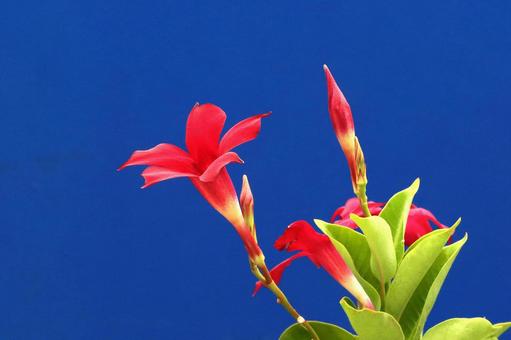 サンパラレルの花 サンパラレルの花の写真
