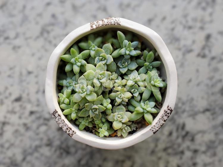多肉植物の寄せ植え 樹氷,多肉植物,植物の写真素材