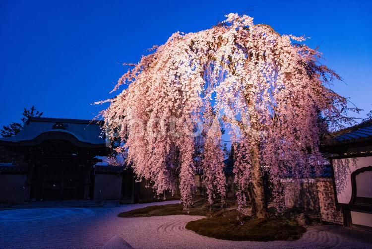 京都 高台寺夜桜　 京都,桜,ライトアップの写真素材