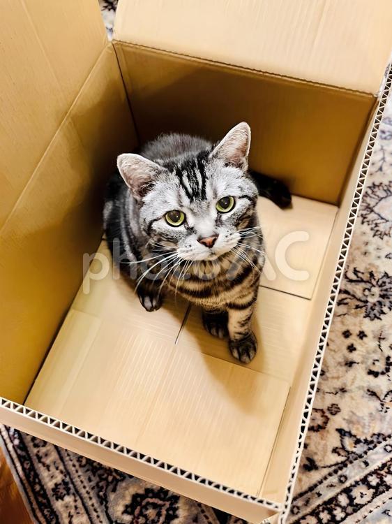 箱の中から見上げてます 猫,猫画像,見上げるの写真素材