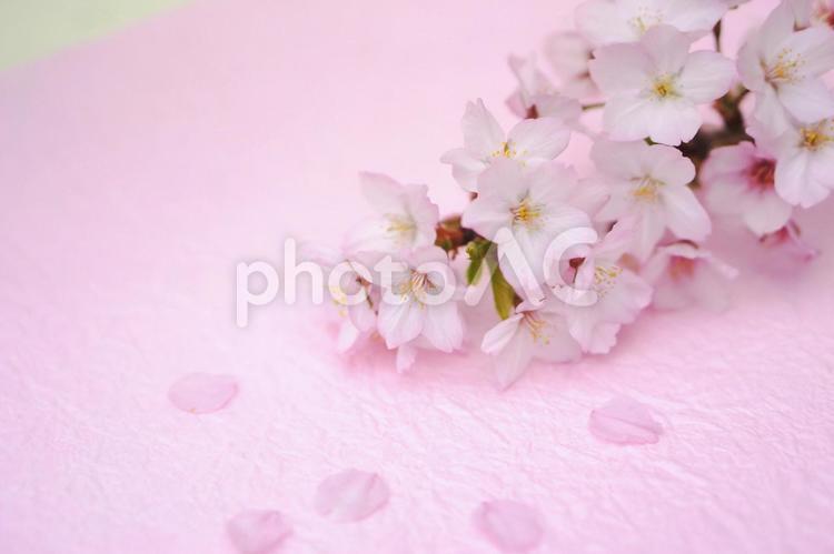 さくらの花 さくら,花,春の写真素材