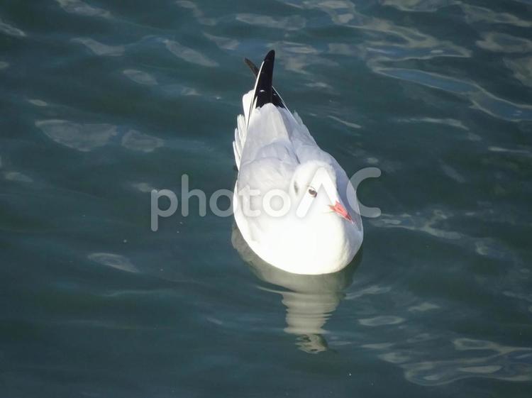 ユリカモメ ユリカモメ,カモメ,水鳥の写真素材