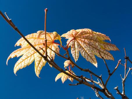 ハウチワカエデ 楓,かえで,はうちわかえでの写真素材
