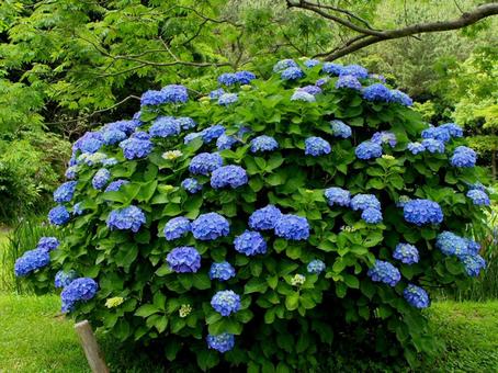 Japanese Flowers, JPG Japanese Flowers, JPG