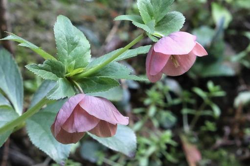 クリスマスローズの花 クリスマスローズの花の写真
