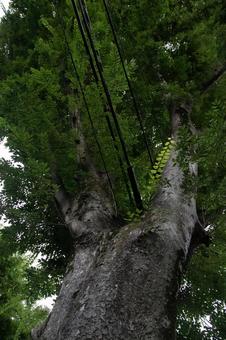 大きな木の下 植物,木,大きいの写真素材