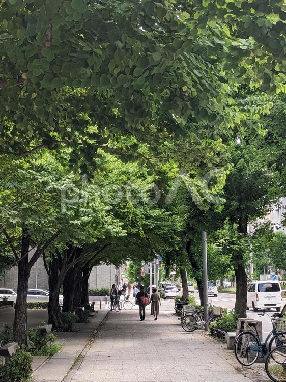 萌える街路樹 歩道,緑,木陰の写真素材