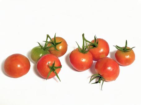 摘みたてのプチトマト 摘みたてのプチトマト プチトマト,トマト,野菜の写真素材