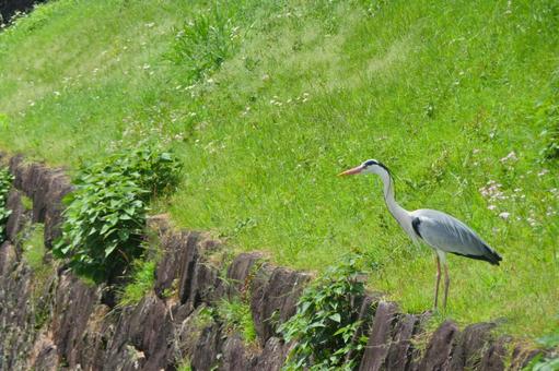 アオサギ3 アオサギ3 アオサギ,鳥,野鳥の写真素材