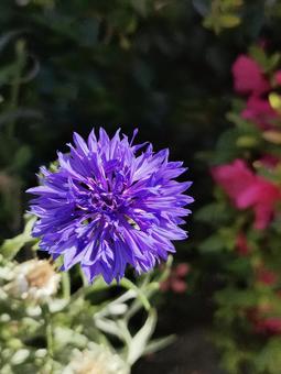 ヤグルマギク ヤグルマギク,矢車菊,青い花の写真素材
