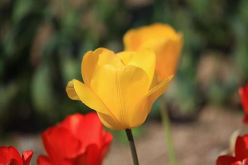 黄色のチューリップ　畑の写真