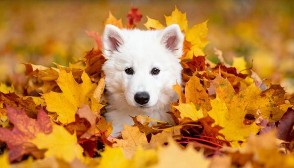 落ち葉の山に埋もれて遊ぶ子犬の写真