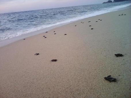 海へ向かう子ガメ 海へ向かう子ガメの写真