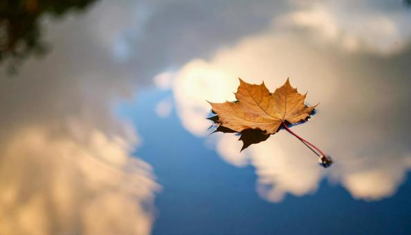 水面に浮かぶ一枚の紅葉 水面に浮かぶ一枚の紅葉の写真