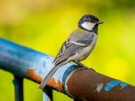 柵にとまるシジュウカラ 柵にとまるシジュウカラ シジュウカラ,野鳥,鳥の写真素材