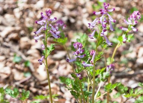 春の山野草-ムラサキケマン(ヤブケマン) 春の山野草-ムラサキケマン(ヤブケマン)の写真