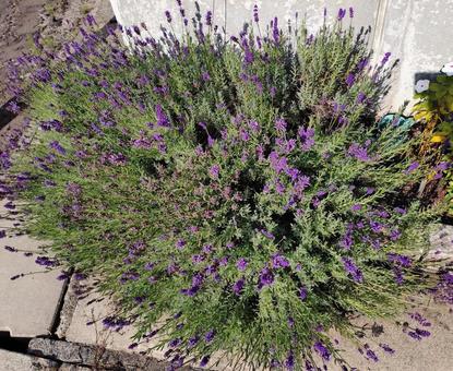 花壇のラベンダー 花壇のラベンダーの写真