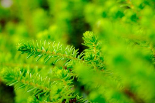 Photo, lycopodium dendrum, plant, ferns, 