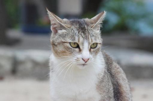 cat, JPG