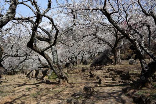 筑波山梅林 筑波山梅林の写真