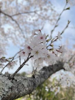 桜の写真