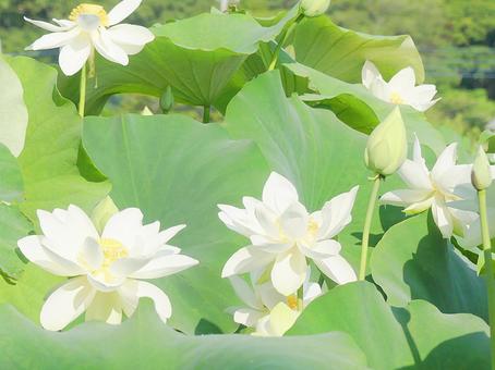 柔らかな朝の陽ざしの中で咲く純白の蓮の花 柔らかな朝の陽ざしの中で咲く純白の蓮の花の写真