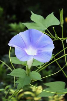アサガオの花の写真