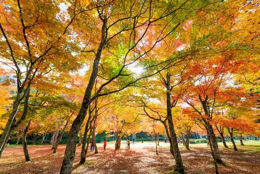 北海道の紅葉 北海道の紅葉 紅葉,秋,季節の写真素材