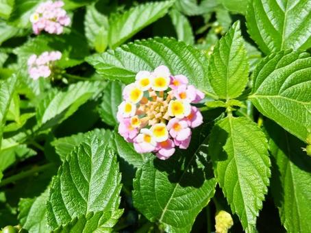 七変化するランタナの花 七変化するランタナの花の写真