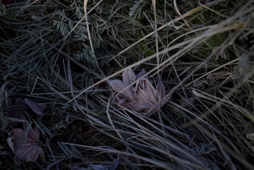 霜がついた落ち葉 落ち葉,霜,枯葉の写真素材