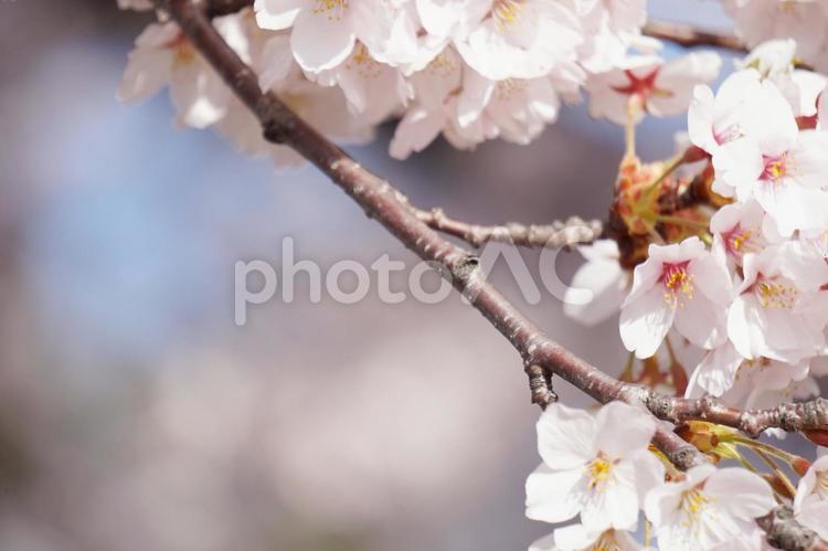 青空の下の桜の枝 桜,桜の枝,桜吹雪の写真素材