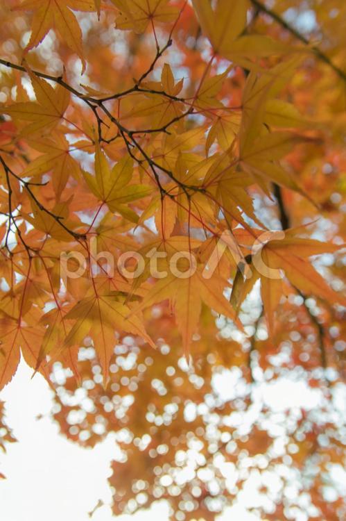 秋色に染まる国営昭和記念公園 昭和記念公園,公園,秋色の写真素材