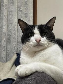 リラックス猫 ネコ,動物,可愛いの写真素材